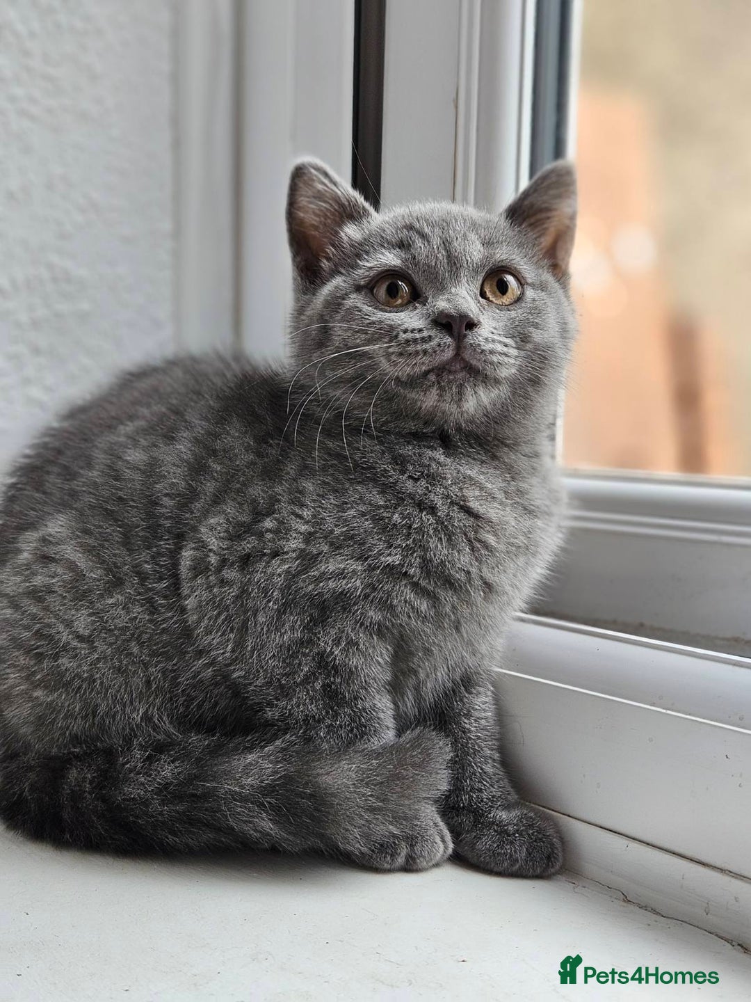 Brazilian Shorthair cats for sale: British short hair kittens  - Image 6