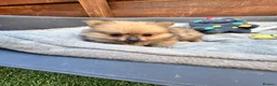 Pomeranian dogs for sale: ✨🐶 9  Beautiful Pomeranian Puppies  - Advert 16