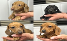 Miniature Dachshund dogs for sale: READY NOW! DAPPLE MINIATURE DACHSHUNDS⭐️ - Image 2
