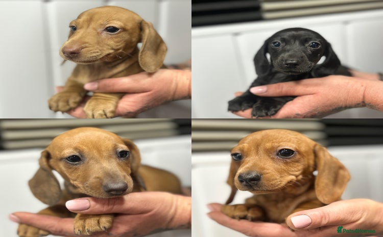 Miniature Dachshund dogs - Advert 4