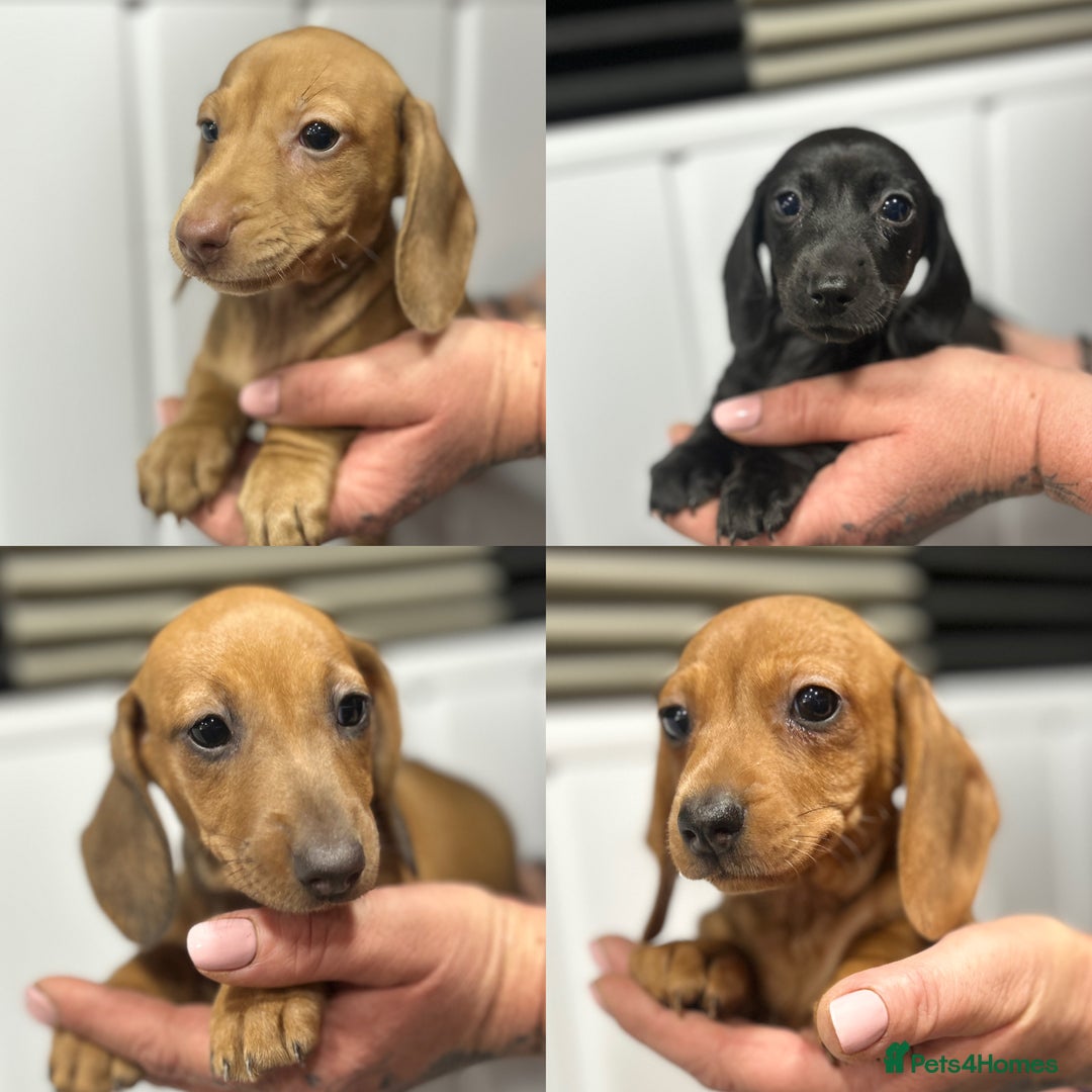 Miniature Dachshund dogs for sale: READY NOW! DAPPLE MINIATURE DACHSHUNDS⭐️ - Image 2