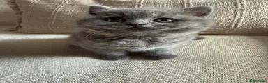 British Shorthair Kitten 1