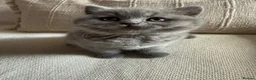 British Shorthair cats for sale: Pure Pedigree Blue BSH Kittens GCCF  - Advert 12
