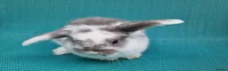 Mini Lop rabbits for sale: Mini lop babies - Advert 3