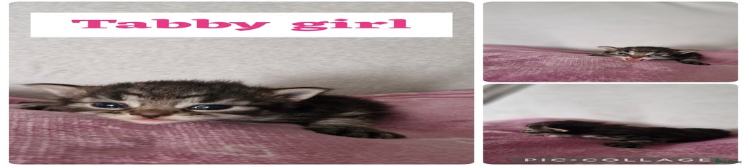 Maine Coon Kitten 6