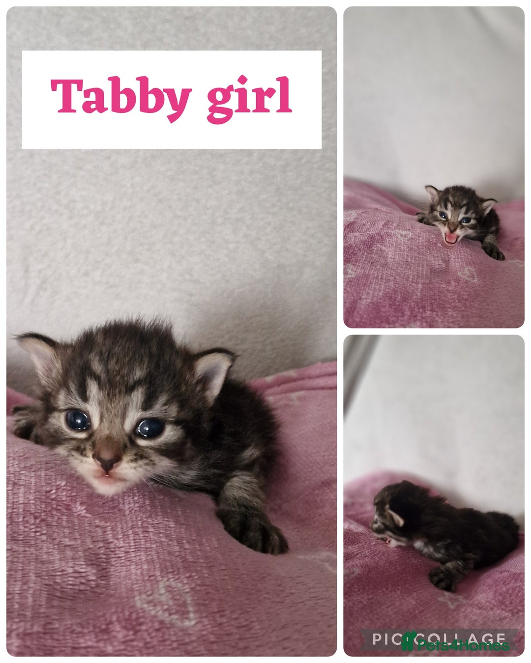 Maine Coon cats for sale: Mainecoon cross kittens - Image 15
