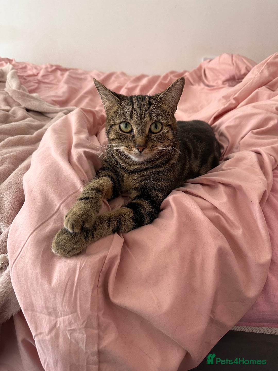 Mixed Breed cats for sale: Beautiful 3 Year Old Cat🐾🤍 - Advert 1