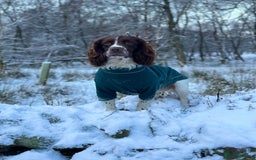English Springer Spaniel dogs for sale: KC Eng Springer Spaniels [3x Boys Left] - Image 7