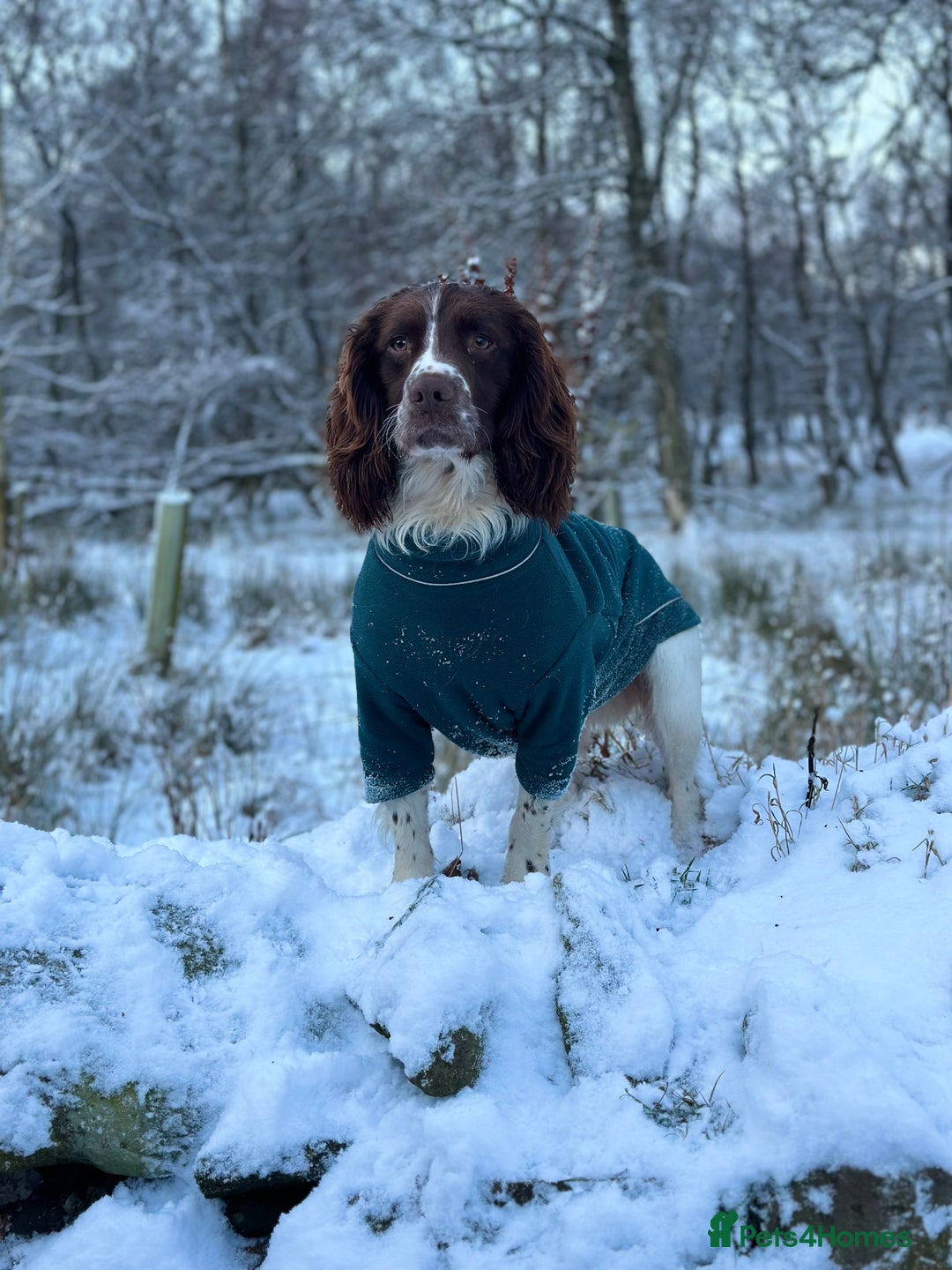 English Springer Spaniel dogs for sale: KC Eng Springer Spaniels [3x Boys Left] - Image 7