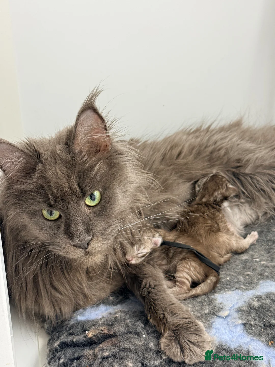 Maine Coon cats for sale: Silver Female Full Pedigree Maine Coon Kitten - Advert 1