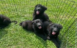 German Shepherd dogs for sale: German shepherd puppies  - Image 2
