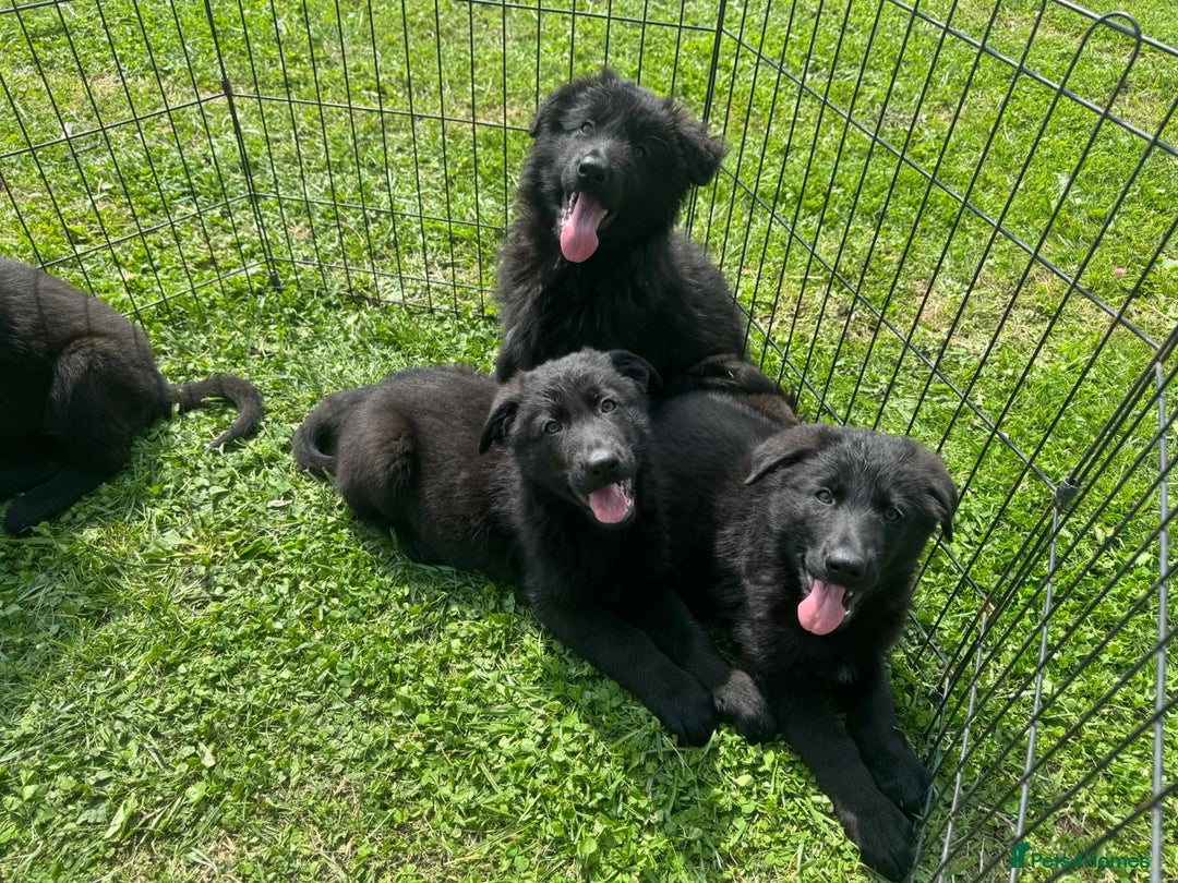 German Shepherd dogs for sale: German shepherd puppies  - Image 2