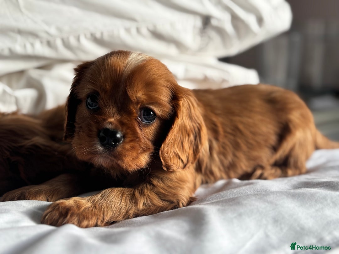 Cavalier King Charles Spaniel dogs for sale: 🐶KC REG, EXTENSIVELY HEALTH TESTED CAVALIER 🐶  - Advert 15