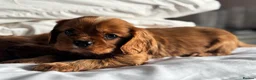 Cavalier King Charles Spaniel dogs for sale: 🐶KC REG, EXTENSIVELY HEALTH TESTED CAVALIER 🐶  - Advert 19