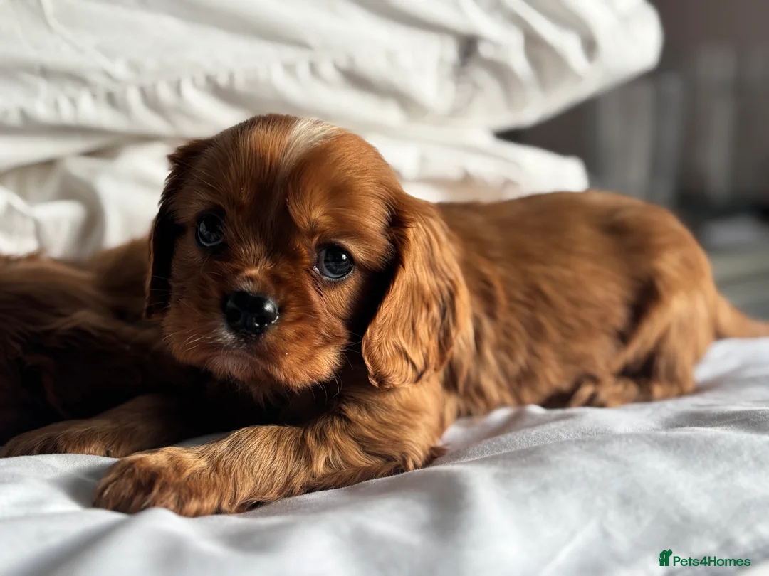 Cavalier King Charles Spaniel dogs for sale: 🐶KC REG, EXTENSIVELY HEALTH TESTED CAVALIER 🐶  - Advert 19