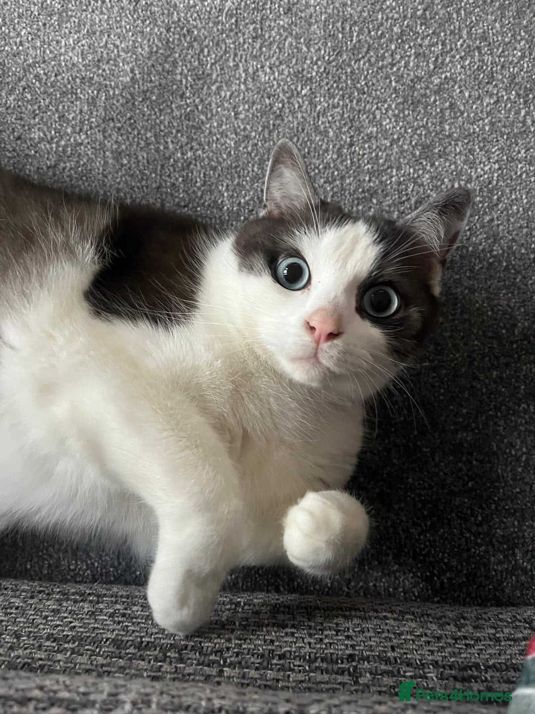 Snowshoe cats for sale: Sprout 🤍 - Advert 1