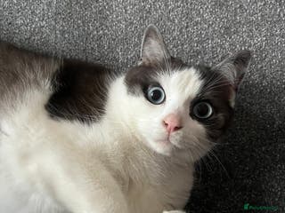 Snowshoe cats Sprout 🤍 - Advert 2