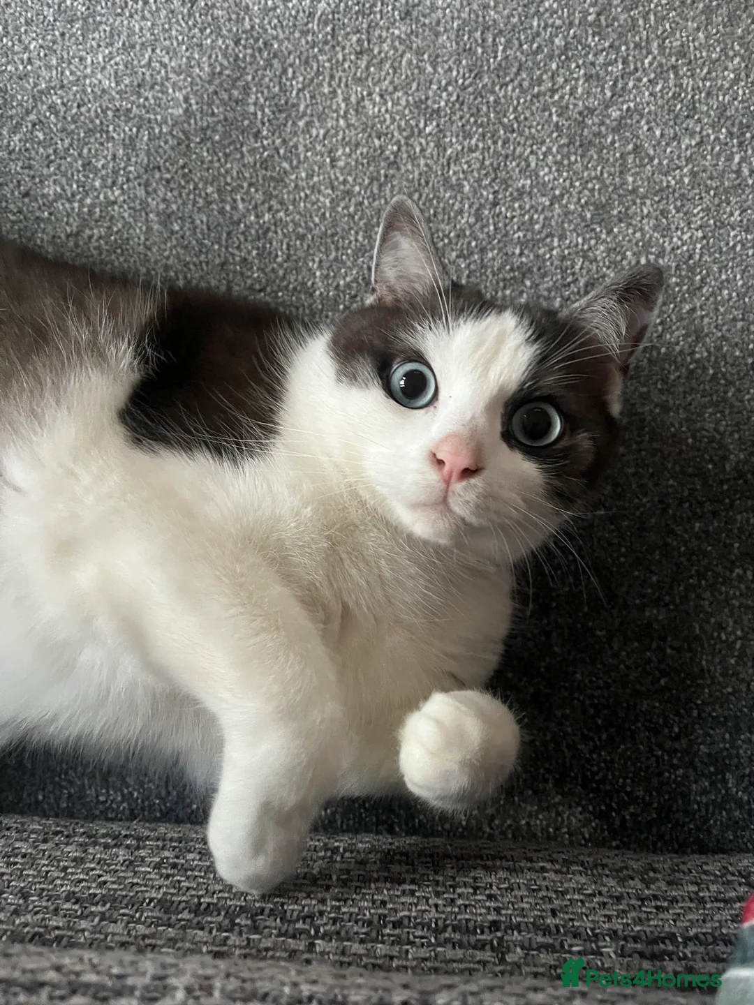 Snowshoe cats for sale: Sprout 🤍 - Advert 1