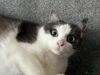 Snowshoe cats for sale: Sprout 🤍 - Advert 2