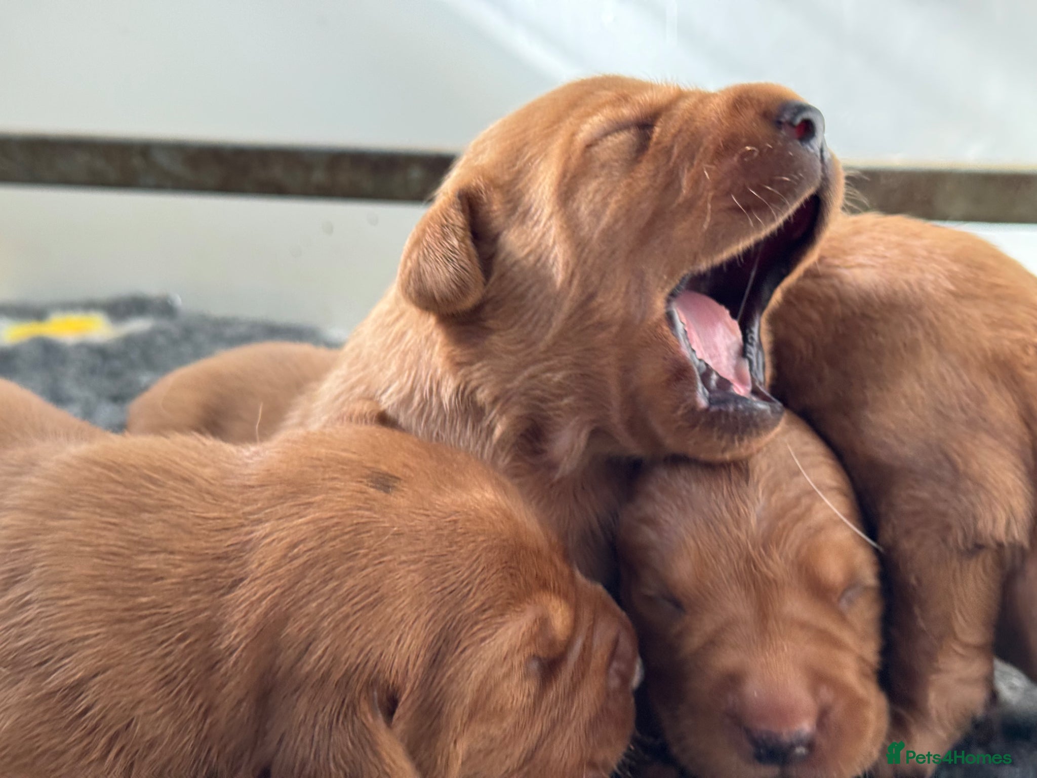 Labrador Retriever dogs KC litter of Fox Red Labradors  - Advert 2