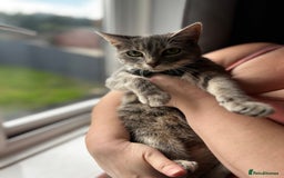 Mixed Breed cats for sale: Beautiful cross mixed breed bengal/tabby kittens  - Image 18