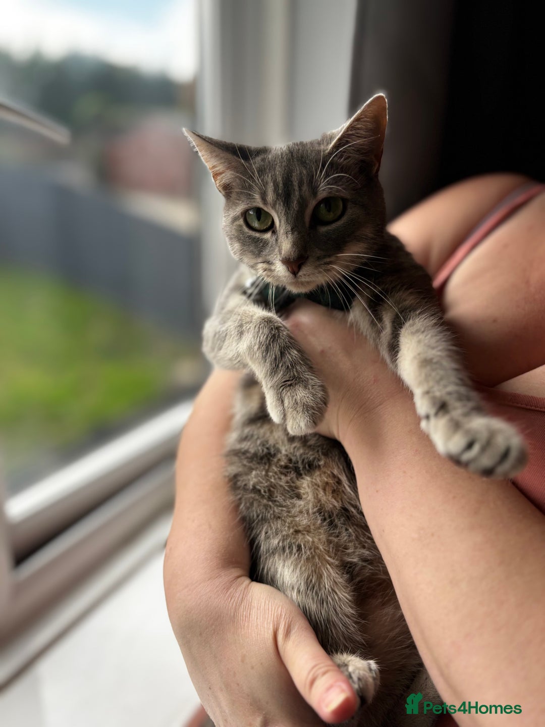 Mixed Breed cats for sale: Beautiful cross mixed breed bengal/tabby kittens  - Image 18