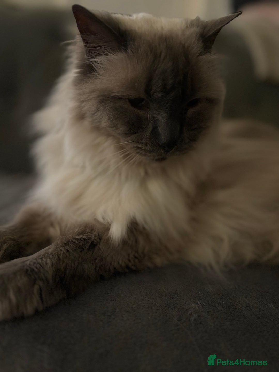 Ragdoll cats for sale: Billy The Ragdoll - Image 3