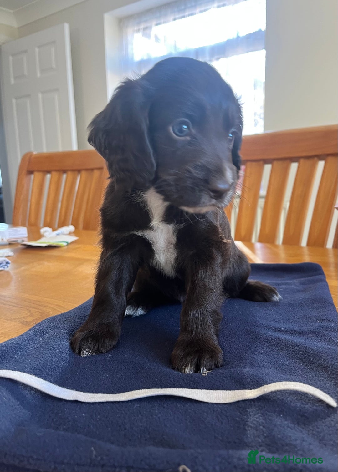 Cocker Spaniel dogs for sale: Adorable cocker spaniel puppies  - Image 22