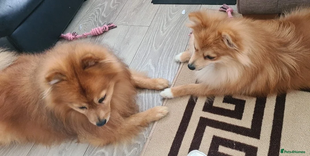 Pomeranian dogs for sale: 3 boys and 2 girls - Advert 2