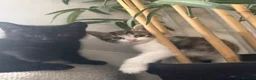 Mixed Breed cats for sale: 4 boy kittens  - Advert 14