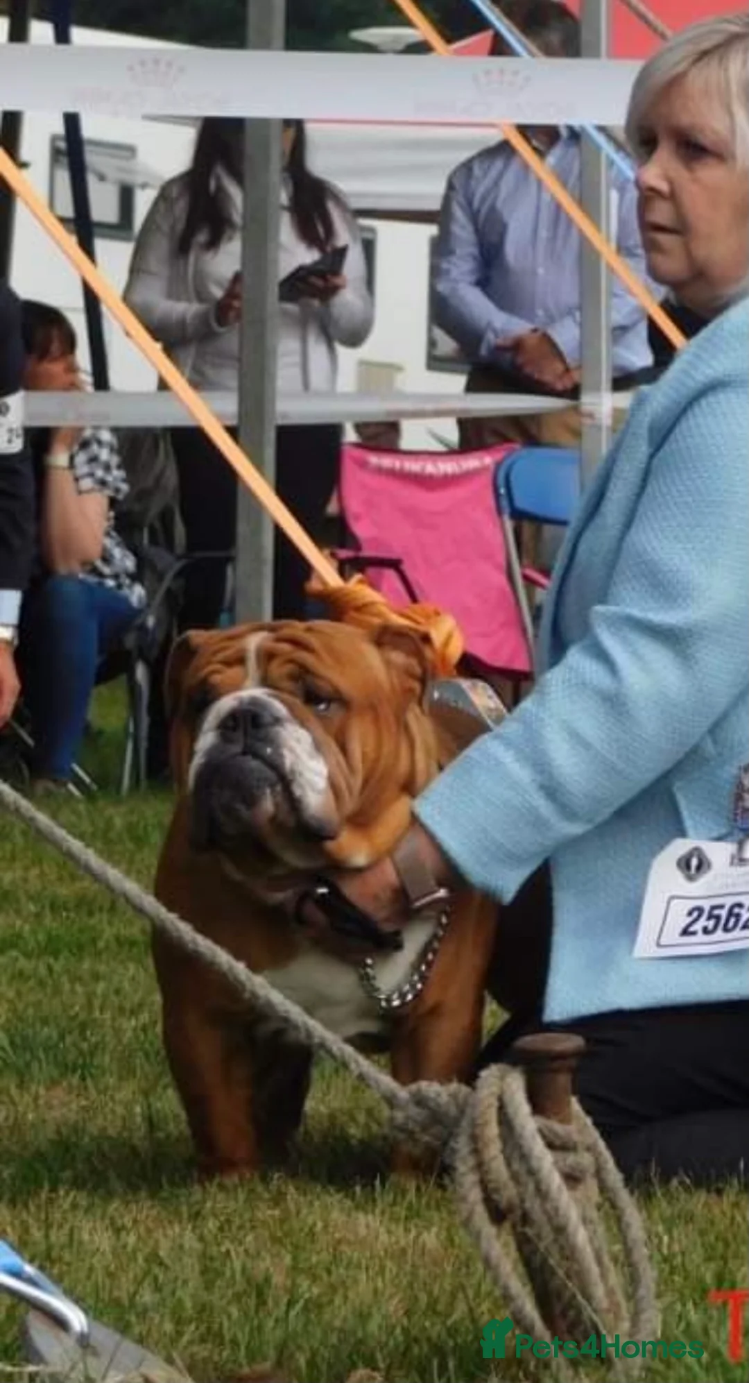 English Bulldog dogs for stud: Our Stunning English Bulldog Carter  in York - Advert 7