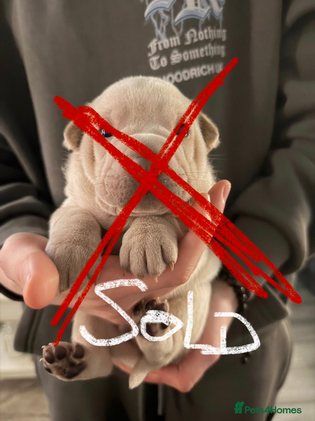 Mixed Breed dogs for sale: Beautiful cocker-Pei puppies - Advert 19