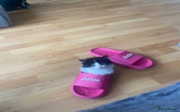 Maine Coon cats for sale: 4 Month-Old Male Kitten Maine Coon Mix  - Image 4
