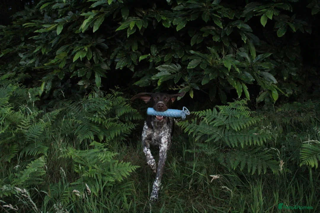 German Shorthaired Pointer dogs for stud: Stunning Proven German shorthaired pointer  in Shrewsbury - Advert 12