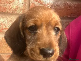 Miniature Dachshund dogs READY NOW 3 Beautiful Longhair/Wirehair Dachshunds - Advert 17