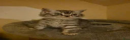British Shorthair cats for sale: 2 male kittens - Advert 4
