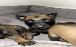 Belgian Shepherd Dog dogs for sale: Belgian Malinois puppies  - Image 20