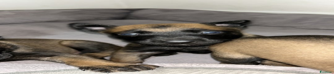 Belgian Shepherd Dog Puppy 2