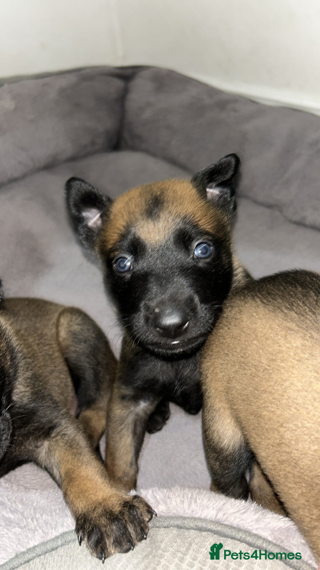 Belgian Shepherd Dog dogs for sale: Belgian Malinois puppies  - Image 20