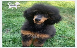 Cockapoo dogs for sale: Beautiful Phantom cockerpoo puppies  - Image 12