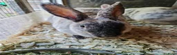 Mini Lop rabbits for sale: 2 young female bonded rabbits - Advert 4