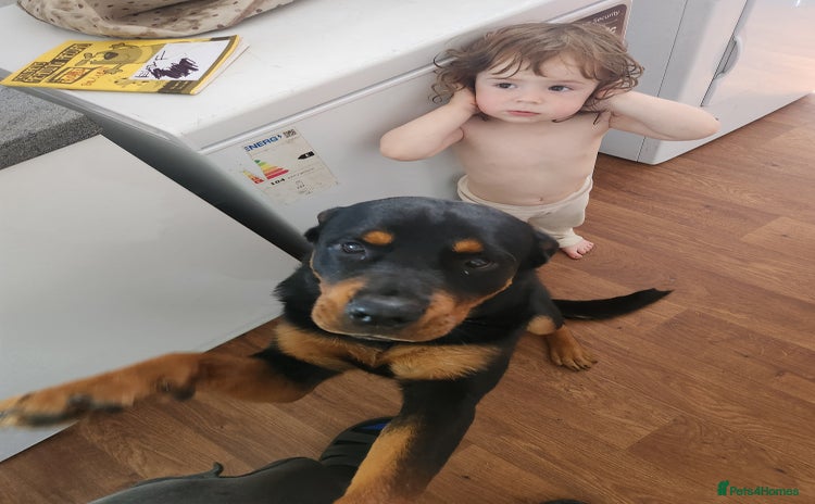 Rottweiler dogs - Advert 8