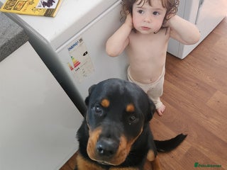 Rottweiler dogs - Advert 5
