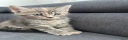 Mixed Breed cats for sale: 4 beautiful kittens  - Advert 9
