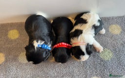 Cavalier King Charles Spaniel dogs for sale: Health tested cavalier King Charles  - Image 1