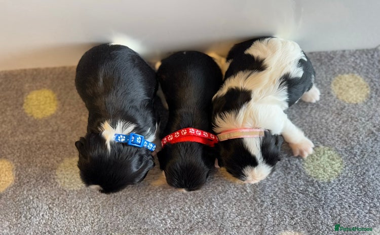 Cavalier King Charles Spaniel dogs - Advert 4