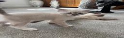 Mixed Breed cats for sale: Beautiful ragdoll x kittens - Advert 3