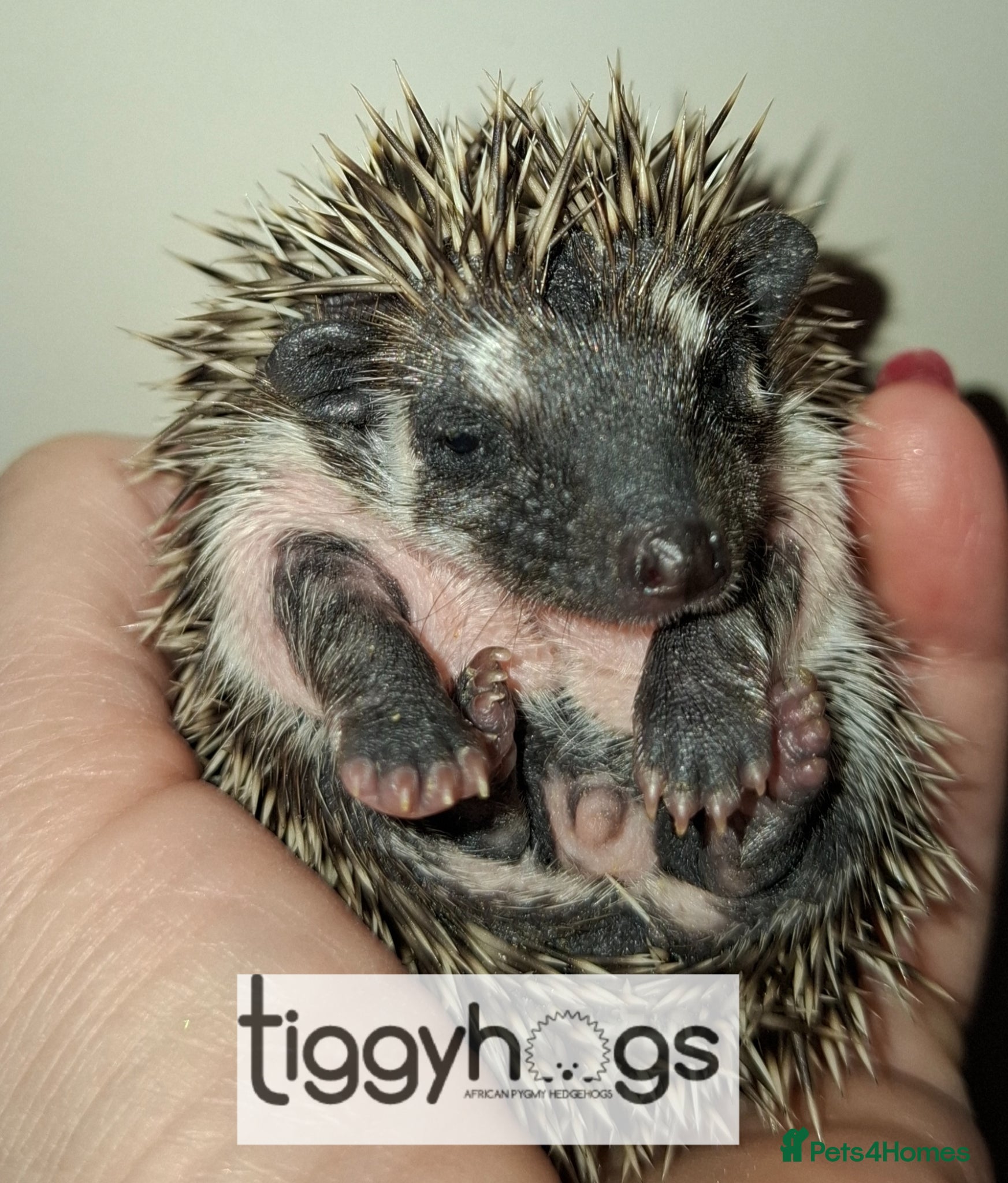 Pygmy Hedgehog rodents Handsome Male African pygmy hedgehogs  - Advert 2
