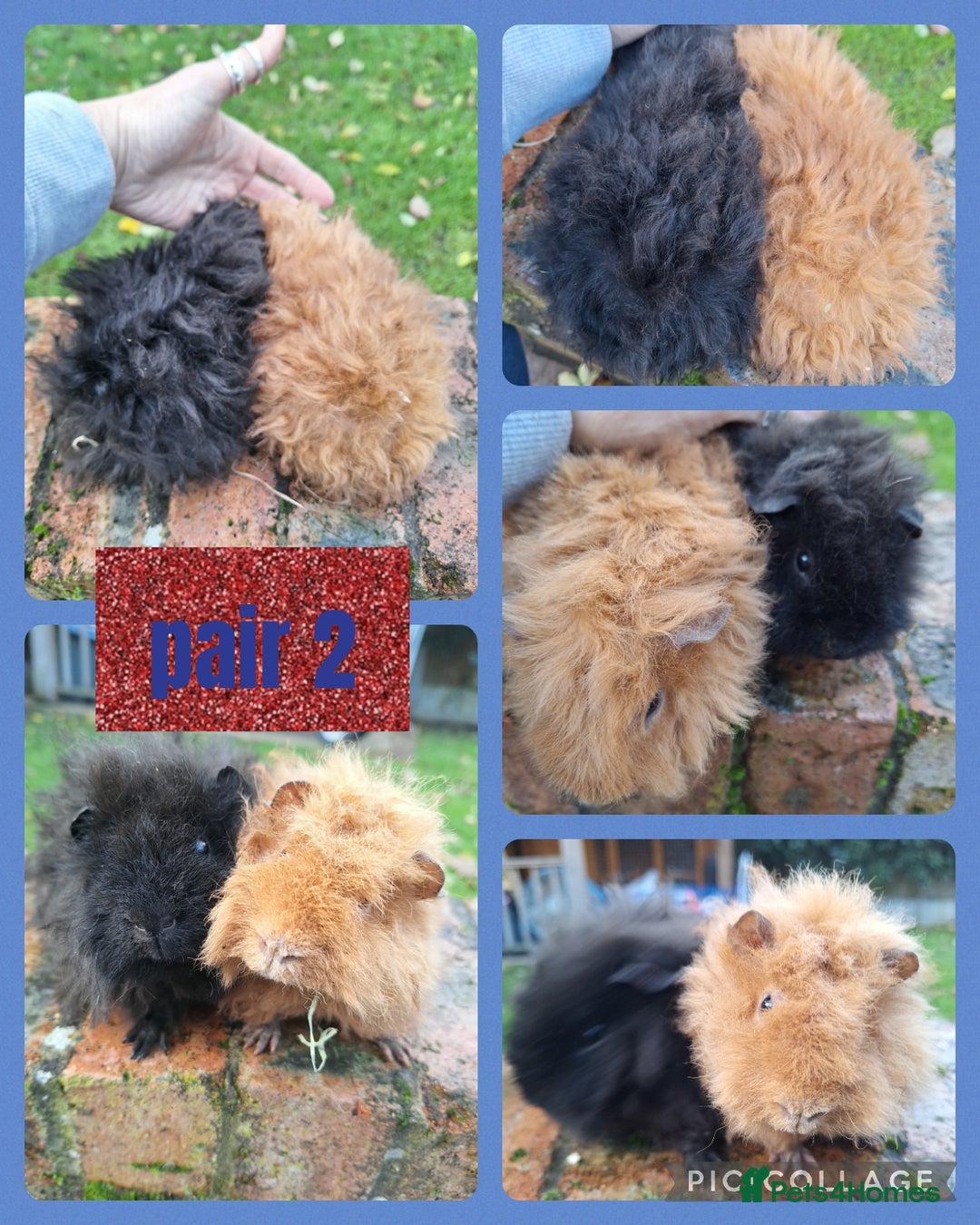 Guinea Pig rodents for sale: Pairs of boys (1,2,3) pair of girls and s8ngle sow - Advert 2