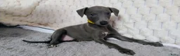 Whippet dogs for sale: (Solid) Blue Whippet KC Registered Puppies - Advert 34